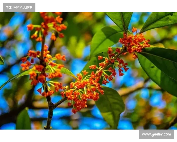 晚秋时节字谜探秘:解读秋风秋月背后的深意与玄机 晚秋时节字谜探秘:解读秋风秋月背后的深意与玄机